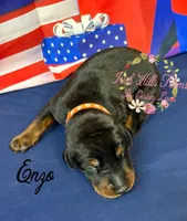 Enzo, a male Doberman Pinscher for sale in Dover, FL – 4 of 5