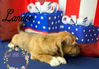 Landon, a male Jack Russell Terrier and Shih Tzu for sale in Dover, FL – 3 of 7