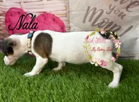 Nala, a female Jack Russell Terrier for sale in Dover, FL – 1 of 4