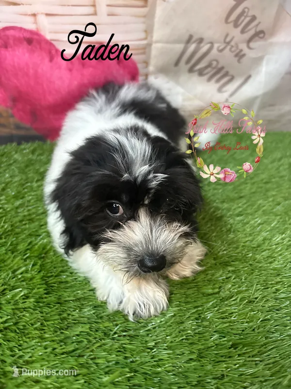 Taden – Maltese, Shih Tzu puppy for sale in Dover, FL