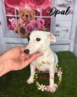 Opal, a female Jack Russell Terrier for sale in Dover, FL – 8 of 9