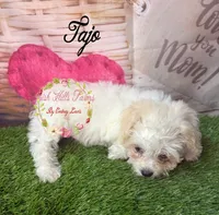 Tajo, a female Maltese and Shih Tzu for sale in Dover, FL – 4 of 5