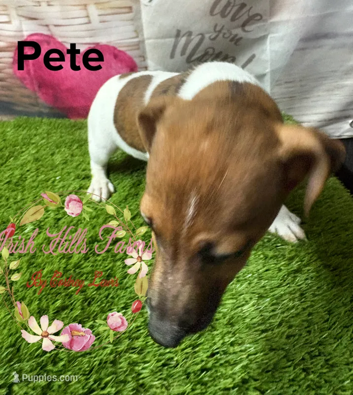Pete – Jack Russell Terrier puppy for sale in Dover, FL