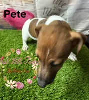 Pete, a male Jack Russell Terrier for sale in Dover, FL – 1 of 5
