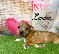 Landon, a male Jack Russell Terrier and Shih Tzu for sale in Dover, FL – 5 of 9