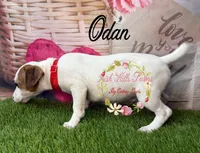 Odan, a male Jack Russell Terrier for sale in Dover, FL – 6 of 6