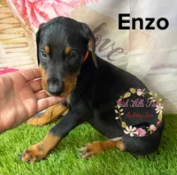 Enzo, a male Doberman Pinscher for sale in Dover, FL – 5 of 7