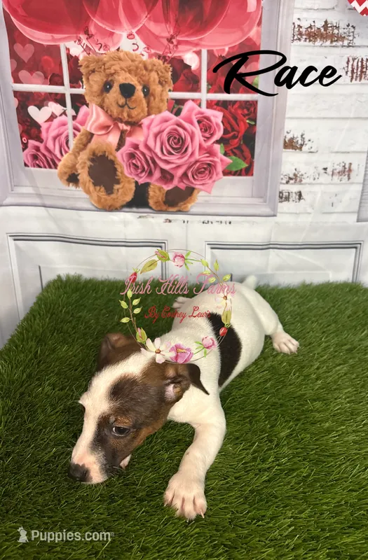 Race – Jack Russell Terrier puppy for sale in Dover, FL