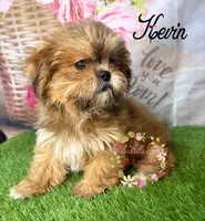Kevin, a male Maltese and Shih Tzu for sale in Dover, FL – 4 of 7
