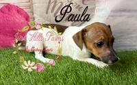 Paula, a female Jack Russell Terrier for sale in Dover, FL – 3 of 6