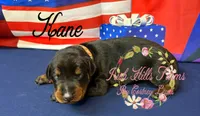 Kane, a male Doberman Pinscher for sale in Dover, FL – 7 of 7