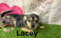 Lacey, a female Jack Russell Terrier and Shih Tzu for sale in Dover, FL – 2 of 7