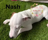 Nash, a male Jack Russell Terrier for sale in Dover, FL – 4 of 5