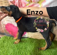 Enzo, a male Doberman Pinscher for sale in Dover, FL – 3 of 7