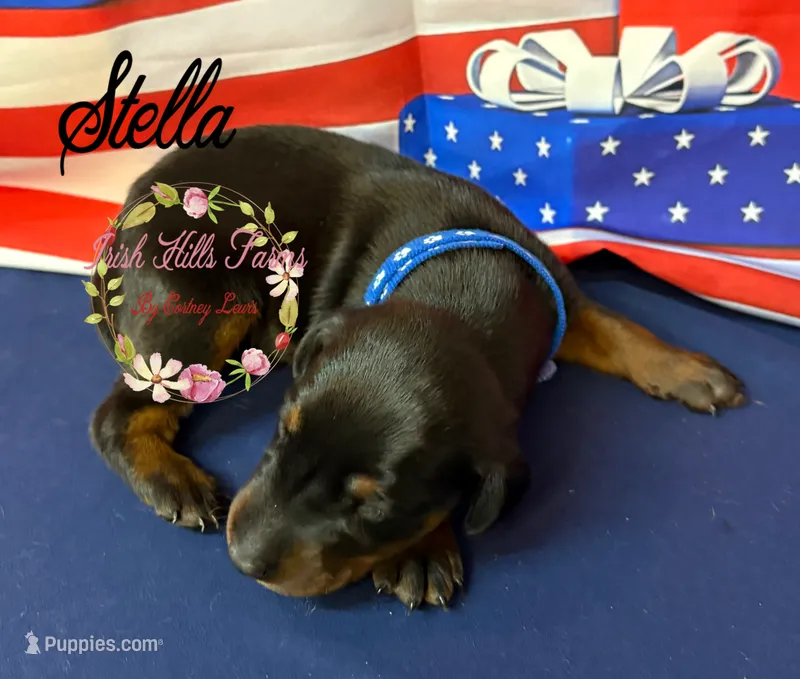 Stella – Doberman Pinscher puppy for sale in Dover, FL