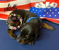 Stella, a female Doberman Pinscher for sale in Dover, FL – 1 of 3
