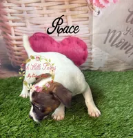 Race, a male Jack Russell Terrier for sale in Dover, FL – 4 of 7