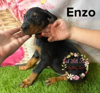 Enzo, a male Doberman Pinscher for sale in Dover, FL – 6 of 7