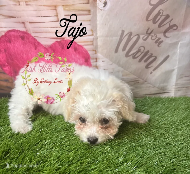 Tajo – Maltese, Shih Tzu puppy for sale in Dover, FL