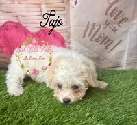Tajo, a female Maltese and Shih Tzu for sale in Dover, FL – 1 of 5