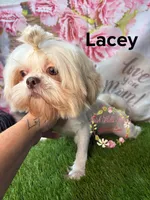 Lacey, a female Shih Tzu for sale in Dover, FL – 5 of 5