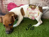 Pete, a male Jack Russell Terrier for sale in Dover, FL – 3 of 8