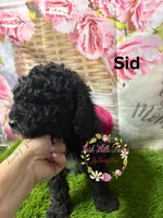 Sid, a male Poodle - Miniature  for sale in Dover, FL – 1 of 5