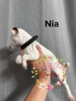 Nia, a female Jack Russell Terrier for sale in Dover, FL – 4 of 6