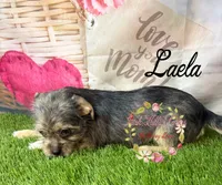 Laela, a female Jack Russell Terrier and Shih Tzu for sale in Dover, FL – 7 of 8