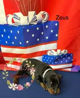 Zeus, a male Doberman Pinscher for sale in Dover, FL – 3 of 6