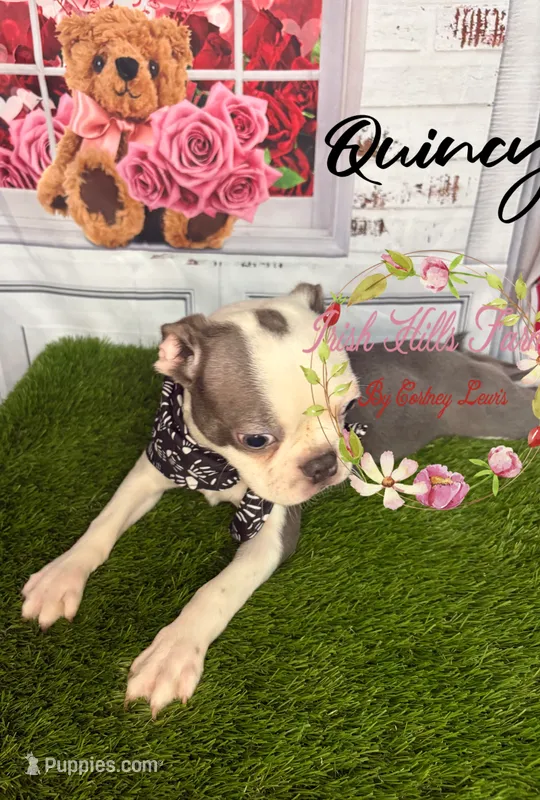 Quincy – Boston Terrier puppy for sale in Dover, FL