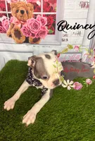 Quincy, a male Boston Terrier for sale in Dover, FL – 1 of 9