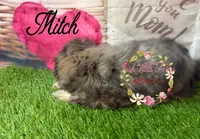 Mitch, a male Shih Tzu for sale in Dover, FL – 2 of 10