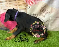 Nova, a female Doberman Pinscher for sale in Dover, FL – 2 of 2