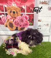 Taft, a male Maltese and Shih Tzu for sale in Dover, FL – 5 of 10