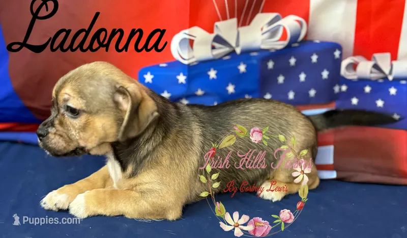 Ladonna – Jack Russell Terrier, Shih Tzu puppy for sale in Dover, FL