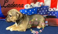 Ladonna, a female Jack Russell Terrier and Shih Tzu for sale in Dover, FL – 2 of 6