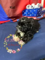 Kat, a female Maltese and Shih Tzu for sale in Dover, FL – 5 of 6