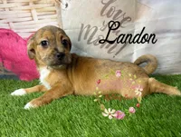 Landon, a male Jack Russell Terrier and Shih Tzu for sale in Dover, FL – 8 of 9