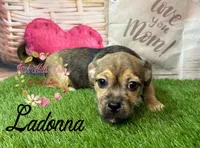Ladonna, a female Jack Russell Terrier and Shih Tzu for sale in Dover, FL – 4 of 4