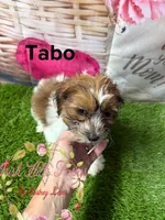 Tabo, a male Maltese and Shih Tzu for sale in Dover, FL – 3 of 4