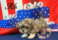 Milo, a male Shih Tzu for sale in Dover, FL – 8 of 9