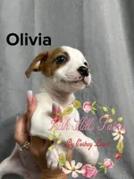 Olivia, a female Jack Russell Terrier for sale in Dover, FL – 4 of 8
