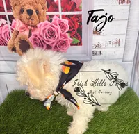 Tajo, a female Maltese and Shih Tzu for sale in Dover, FL – 4 of 7