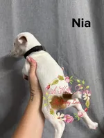 Nia, a female Jack Russell Terrier for sale in Dover, FL – 6 of 6