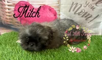 Mitch, a male Shih Tzu for sale in Dover, FL – 7 of 10