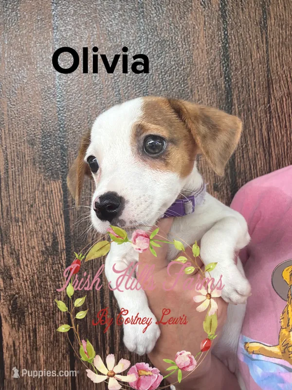 Olivia – Jack Russell Terrier puppy on hold in Dover, FL