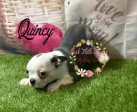 Quincy, a male Boston Terrier for sale in Dover, FL – 2 of 6