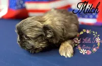 Mitch, a male Shih Tzu for sale in Dover, FL – 5 of 8