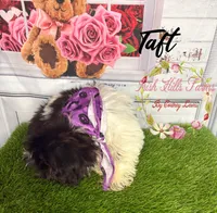 Taft, a male Maltese and Shih Tzu for sale in Dover, FL – 8 of 10
